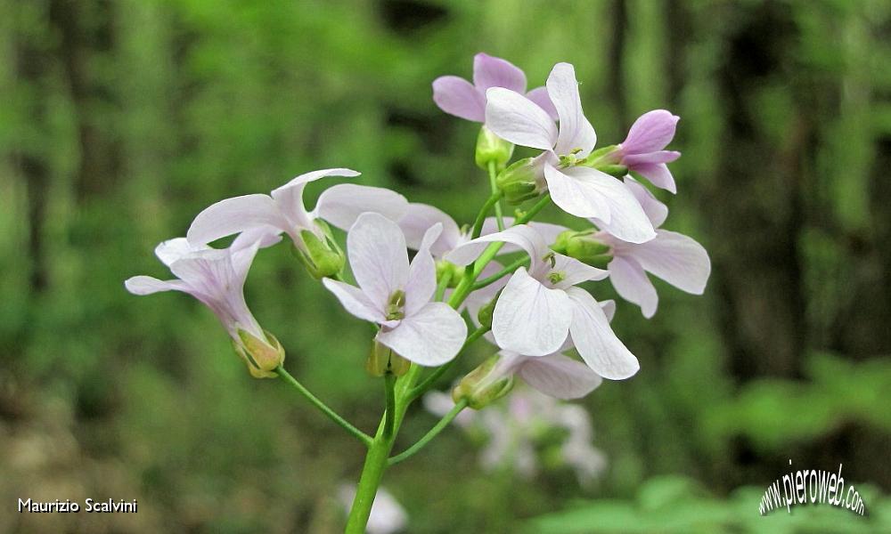 14 Saponaria.JPG